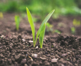 Soil Enhancers