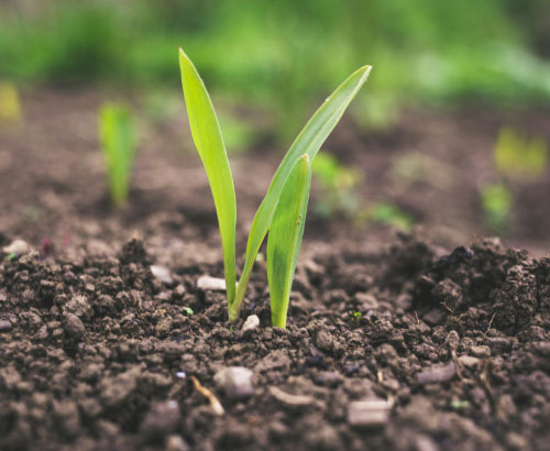 Soil Enhancers